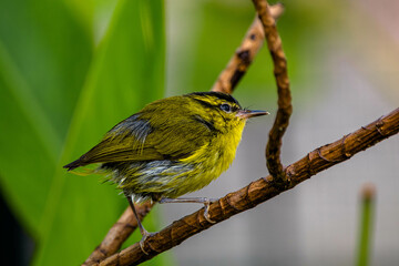 The mountain leaf warbler (Phylloscopus trivirgatus) is a songbird species from the leaf warbler family (Phylloscopidae)