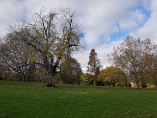 trees in the park