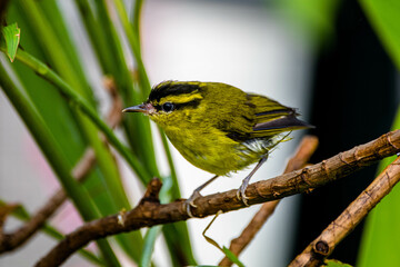 The mountain leaf warbler (Phylloscopus trivirgatus) is a songbird species from the leaf warbler family (Phylloscopidae)