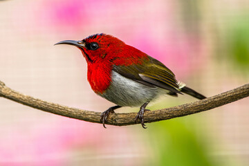 The crimson sunbird (Aethopyga siparaja) is a species of bird in the sunbird family which feed largely on nectar