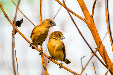 The white-headed munia (Lonchura maja)