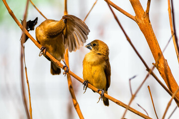 The white-headed munia (Lonchura maja)