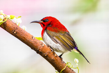 The crimson sunbird (Aethopyga siparaja) is a species of bird in the sunbird family which feed largely on nectar