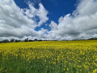 Obraz premium canola field