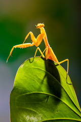 The praying mantis is any insect of the order Mantodea