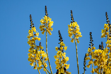 yellow flowers against sky