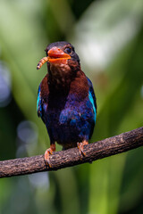 The Javan kingfisher (Halcyon cyanoventris), sometimes called the blue-bellied kingfisher or Java kingfisher