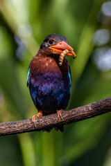 The Javan kingfisher (Halcyon cyanoventris), sometimes called the blue-bellied kingfisher or Java kingfisher