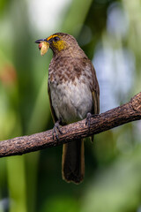 Naklejka premium The orange-spotted bulbul (Pycnonotus bimaculatus) is a species of songbird in the bulbul family of passerine birds