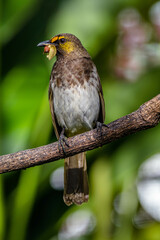The orange-spotted bulbul (Pycnonotus bimaculatus) is a species of songbird in the bulbul family of passerine birds