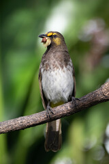 The orange-spotted bulbul (Pycnonotus bimaculatus) is a species of songbird in the bulbul family of passerine birds