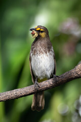 The orange-spotted bulbul (Pycnonotus bimaculatus) is a species of songbird in the bulbul family of passerine birds