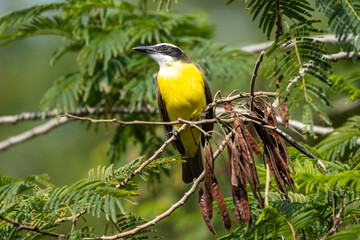 Social Flycatcher