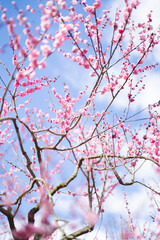 梅の花