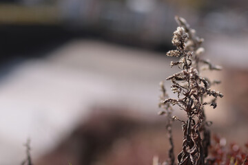 悲しく枯れた花。自然破壊はやめよう。