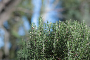 屋外で自然の空気を吸って育つローズマリー。