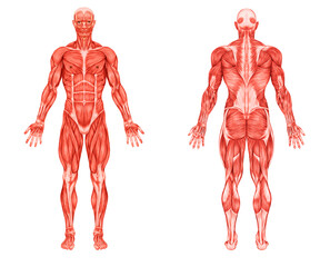 Anatomy male muscular system posterior