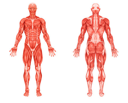 Anatomy male muscular system posterior