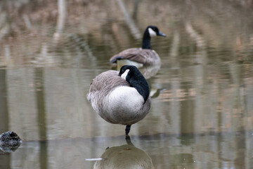 Two geese in swampy lagoon