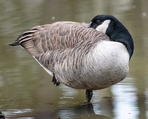 Canada goose resting in lagoon