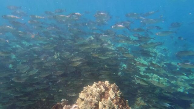 Tropical coral reefs, underwater life with colorful fishes in pacific ocean