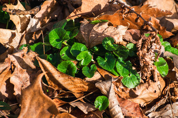 Lesser celandine growing within leafy forest
