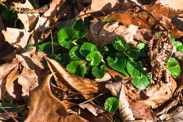 Lesser celandine leaves amongst fall leaves