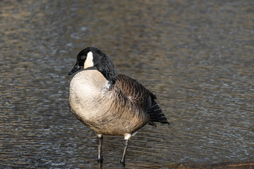 Canada goose with lagoon water background