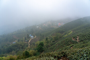 Ilam Tea Gardens