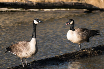 Canada goose on fallen tree in lagoon