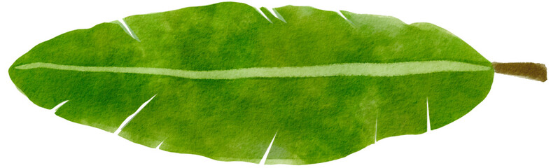 banana leaf green caterpillar watercolor hand-drawing PNG - obrazy, fototapety, plakaty