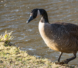Canada goose shaking water droplets off itself