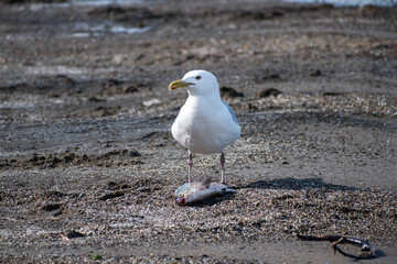 Herring gull (Larus argentatus) over fish carcass