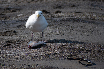 Herring gull (Larus argentatus) looking into camera while eating fish carcass