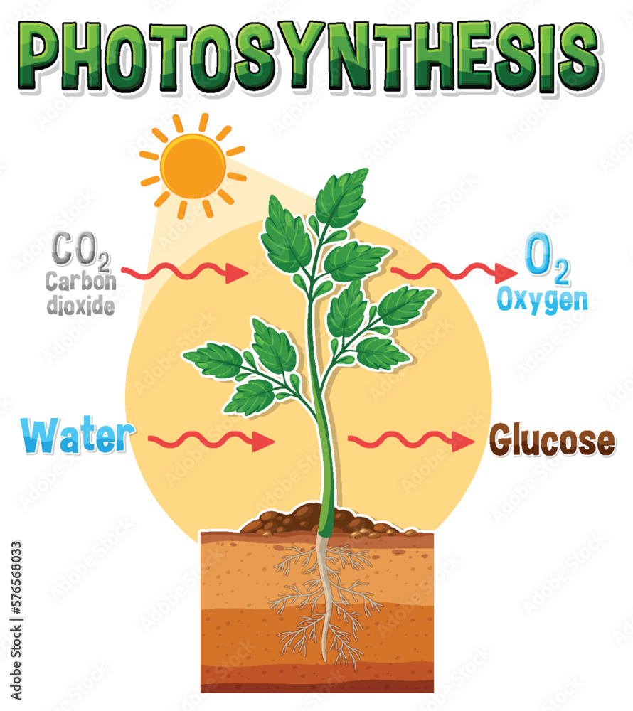 Canvas Prints diagram of photosynthesis for biology and life science education