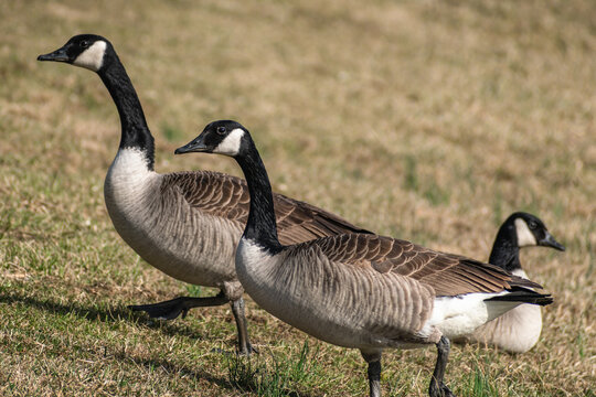 Three geese in grassy lawn