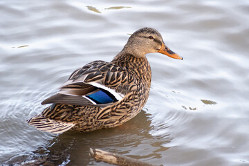Female mallard closeup in lake