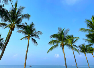 Fototapeta na wymiar Coconut Palm Trees on Blue Sky Background
