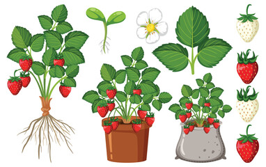 Set of strawberry plant parts