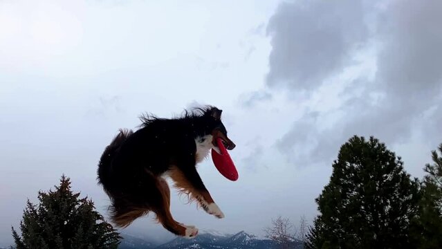 Dog enters frame with frisbee already in mouth.  Flies through the air and lands in center of frame.