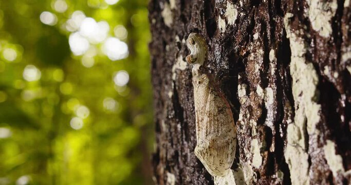 Fulgora laternaria or crocodile bug walking up bark of a tree perfectly camouflaged with the tree furrows