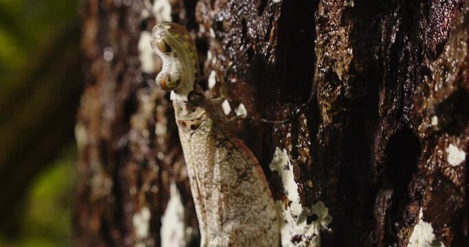 Closeup of a well camouflaged lantern bug with its head like an alligator moving up with its legs