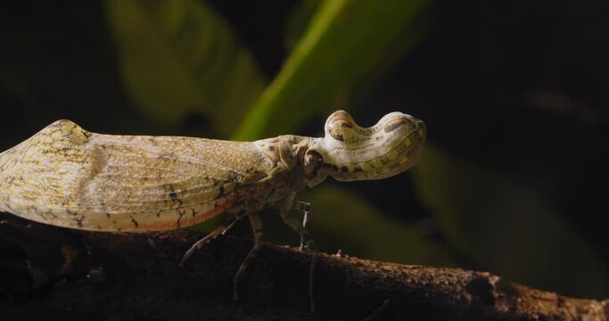 Extreme closeup of the Lantern Bug as it turns and starts to walk showing its wings and strange peanut shaped head