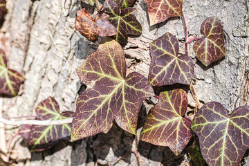 Autumn ivy wrapped around tree trunk
