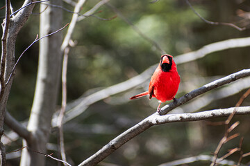 Northern cardinal (Cardinalis cardinalis) on branch