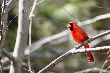 Northern cardinal (Cardinalis cardinalis) chirping on branch