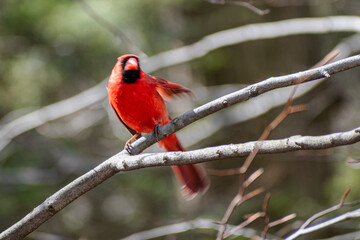 Northern cardinal (Cardinalis cardinalis) with wing spread motion blur shot