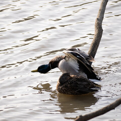 Mallards in cold lagoon