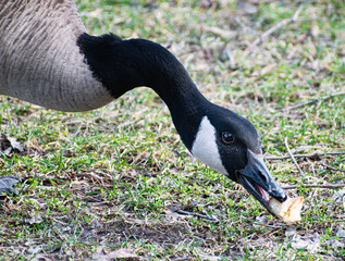 Canada goose eating an apple core