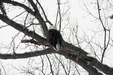 Bald eagle (Haliaeetus leucocephalus) perched on tall branch